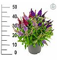 Davidov metuljnik Butterfly Candy Buddleja Trio 