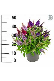Davidov metuljnik Butterfly Candy Buddleja Trio 
