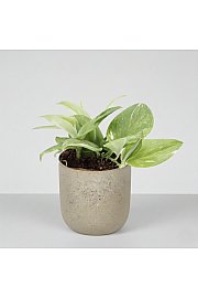 Scindapsus Rubicon