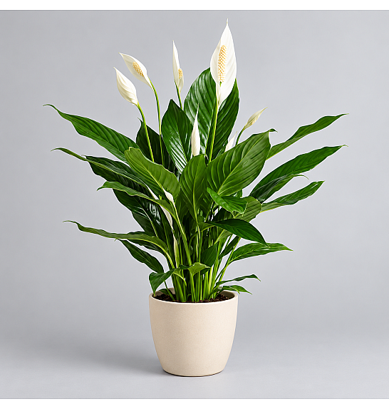 Spathiphyllum; Ø17 cm