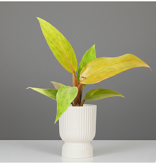 Philodendron Orange Marmelade; Ø10,5 cm