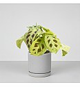 Maranta Golden veins
