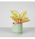 Aglaonema Pastella