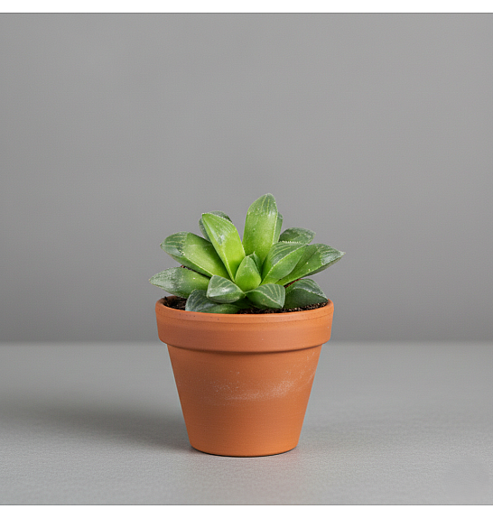 Haworthia retusa; Ø6 cm
