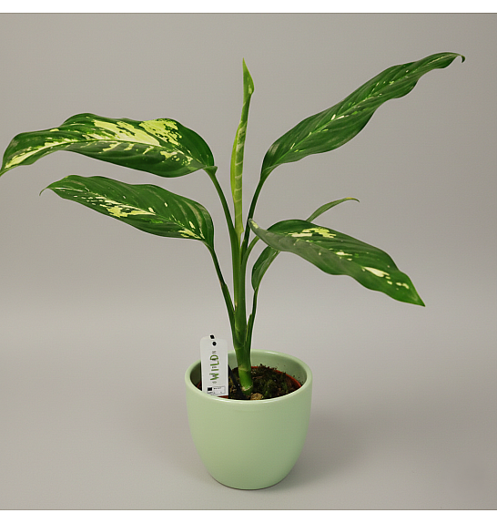 Dieffenbachia Yellow Star; Ø17 cm