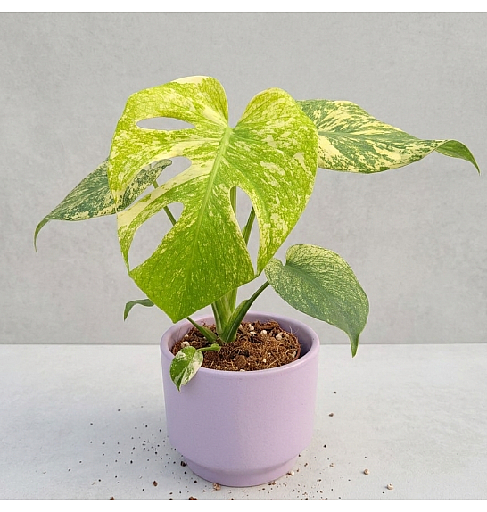 Monstera deliciosa Mint: Ø12 cm