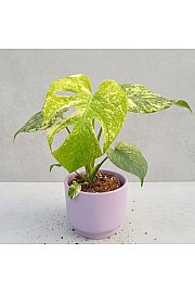 Monstera deliciosa Mint - M