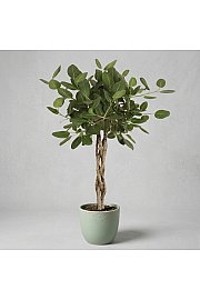 Fikus Audrey