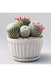 Mamilarija microthele Superfina