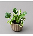 Epipremnum Lemon Joy