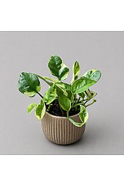 Epipremnum Lemon Joy