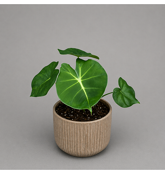 Alocasia micholitziana Round Type; Ø8 cm