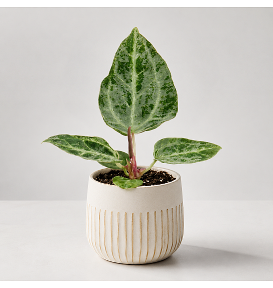 Anthurium Silver Blush mint; o6 cm