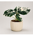 Alokazija Black Velvet Pink Variegata - Reši me