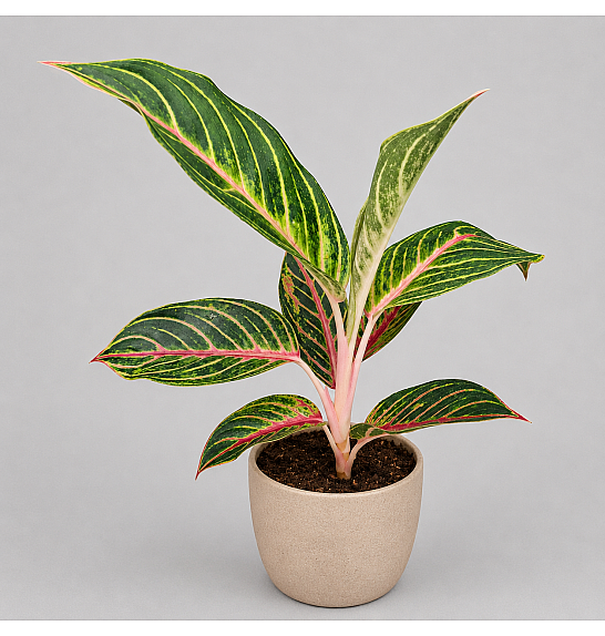 Aglaonema Red Okapi; Ø12 cm