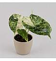 Alocasia Dragon Scale Mint