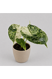 Alocasia Dragon Scale Mint