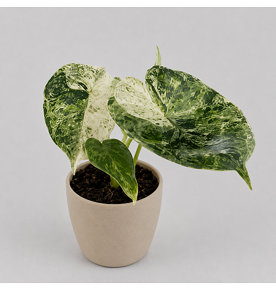Alocasia Tarragon Scale Mint; Ø8 cm