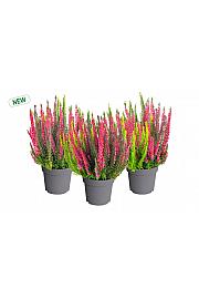 Calluna Beauty Ladies Colorado Lights
