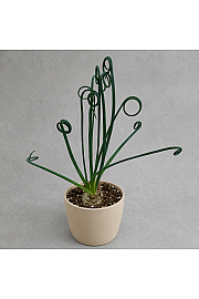 Albuca Spiralis