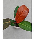 Filodendron Selloum Sun Red