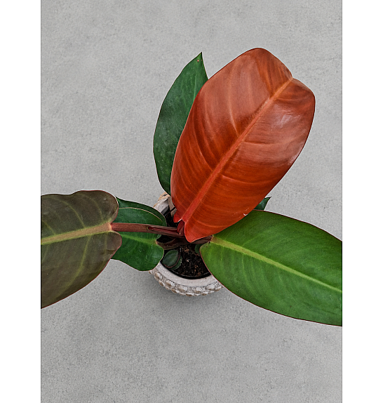 Philodendron Selloum Sun Red; Ø9 cm