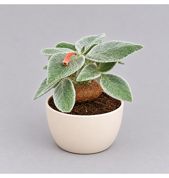 Cactus Rechsteineria; Ø8 cm