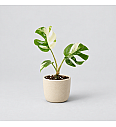 Monstera Minima Variegata
