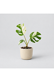 Monstera Minima Variegata