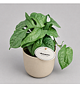 Spiderman monstera - M