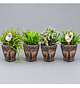 Rhipsalis Mix