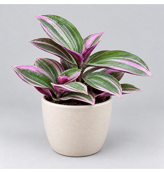 Tradescantia cerinth. Sweetness Bambino; Ø6 cm