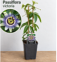 Pasijonka 'Victoria'
