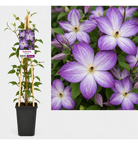 Clematis hybrid Pernille PBR C5 Lit. 120 cm