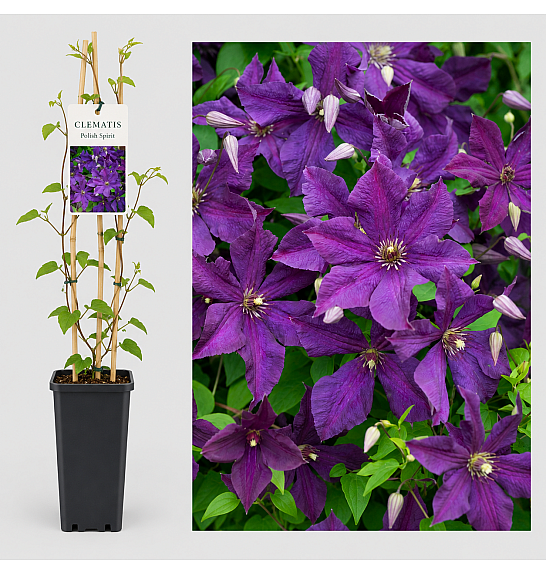 Clematis viticella Polish Spirit C5 Lit. 120 cm