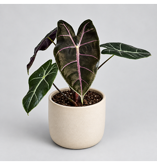 Alocasia longiloba Purple Vein; Ø6 cm