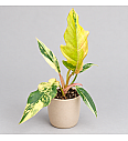 Filodendron 'Caramel Marble'