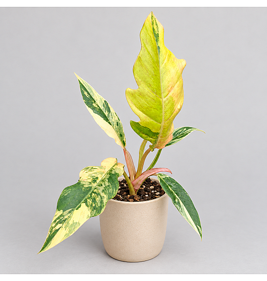 Philodendron Caramel Marble; Ø6 cm