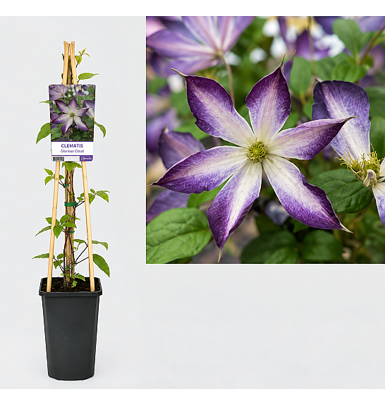Clematis Glorious Cloud PBR C2,5 Lit. 75 cm