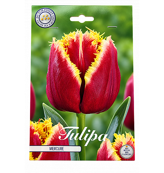 Tulipa Fringed Mercure x7; 12/+