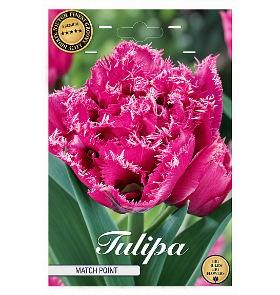 Tulipa Fringed Double Matchpoint x7; 12/+