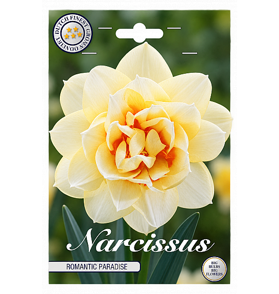 Narcis Double Romantic Paradise x5; 14/16