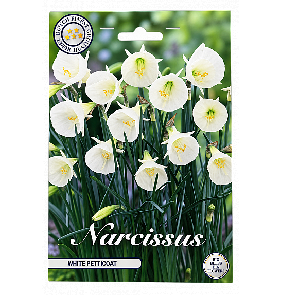 Narcis Jonquilla White Petticoat x7; 6/8