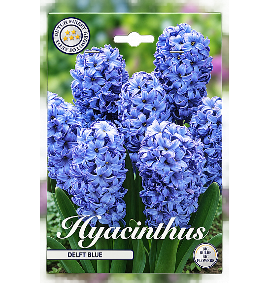 Hyacint Delft Blue x5; 15/16