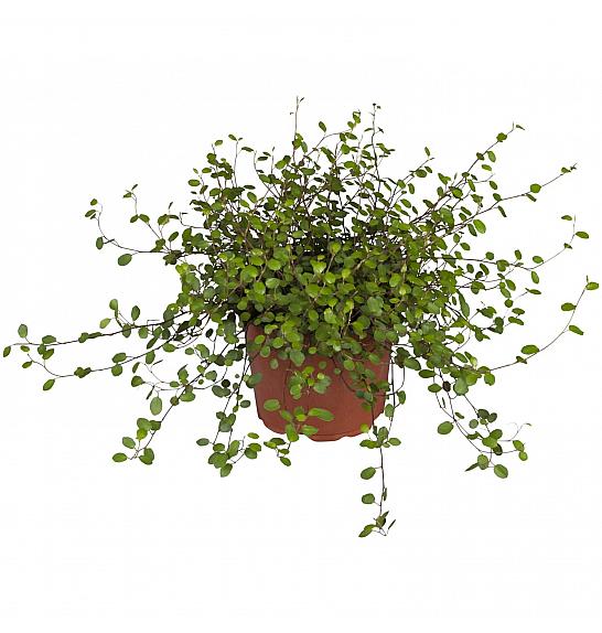 Muehlenbeckia australis; Ø12 cm