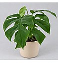 Monstera 'Little Sister'