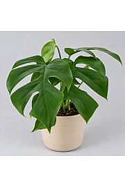 Monstera 'Little Sister'