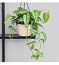 Monstera Siltepecana
