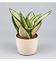 Sanseveria ' Hahnii Silver Zebra'