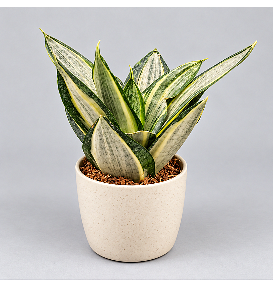 Sansevieria trifasciata 'Hahnii' Silver Zebra; Ø9 cm
